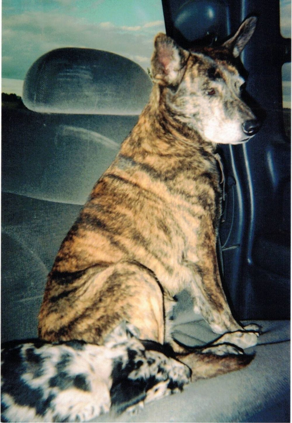 Lucy riding shotgun on a road trip across the country