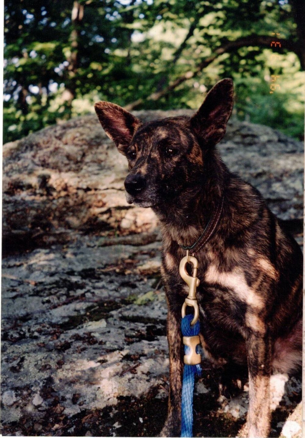 Lucy on a rocky outcrop with trees behind her